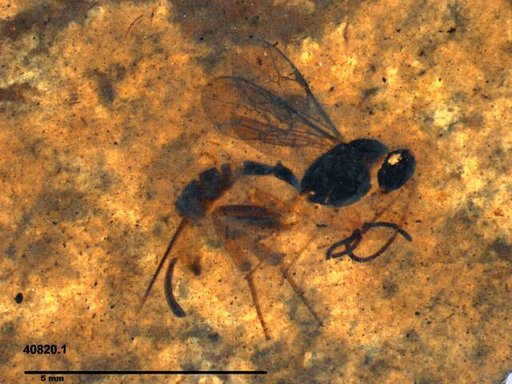 Ichneumonidae