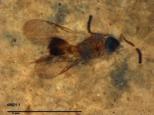 Diapriidae