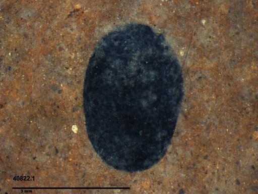 Tracheophyta