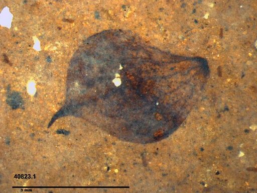 Tracheophyta