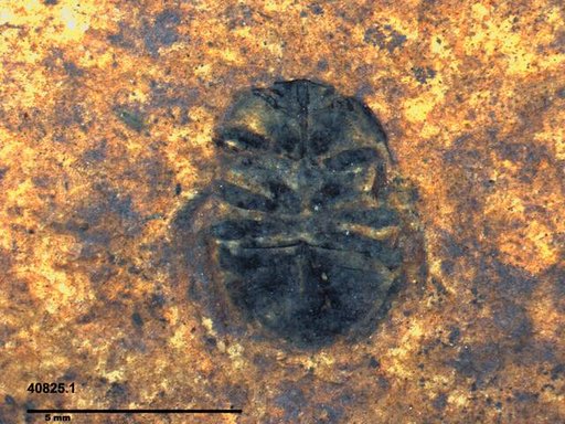 Genus sp