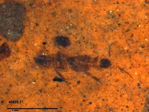 Genus sp