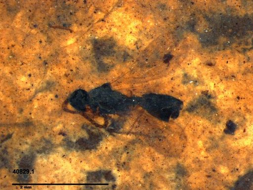 Diapriidae