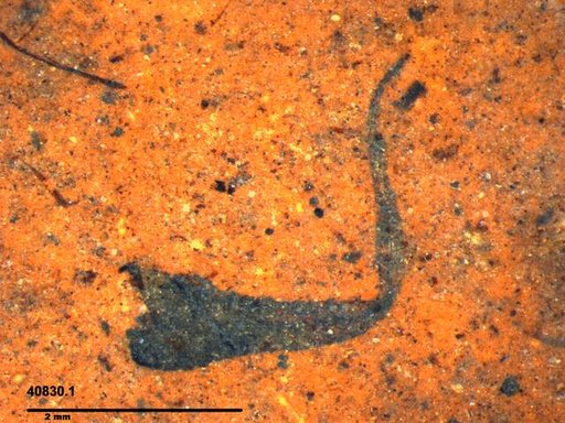Tracheophyta