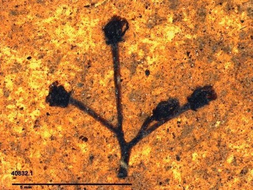 Tracheophyta