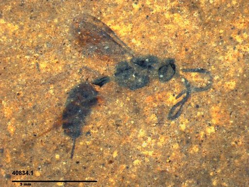Genus sp