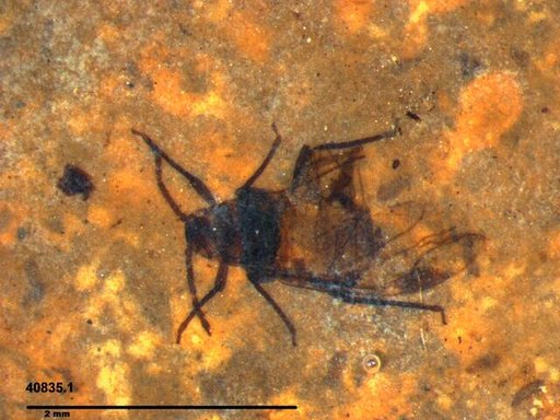 Aphididae