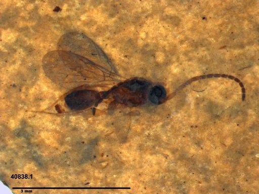 Diapriidae