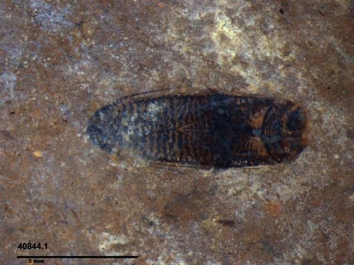 Corixidae
