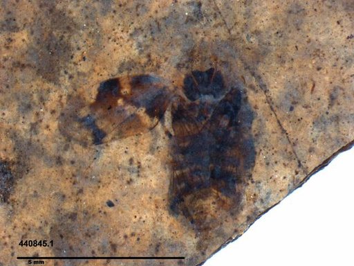 Genus sp