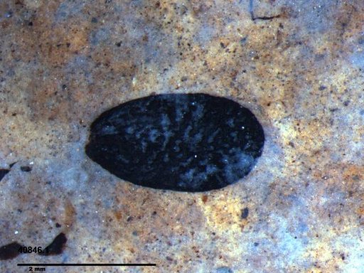 Tracheophyta