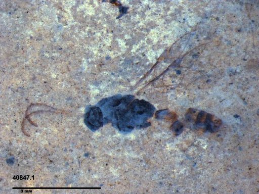 Ichneumonidae