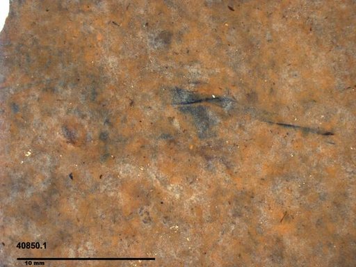 Insecta