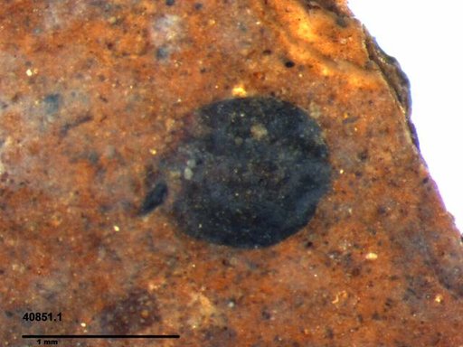 Tracheophyta