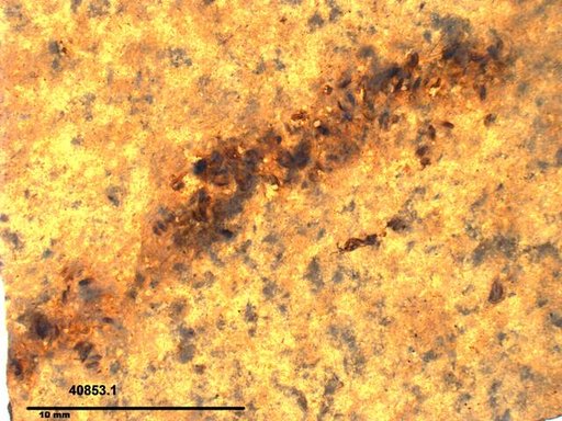 Genus sp