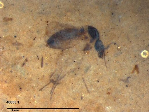 Diptera
