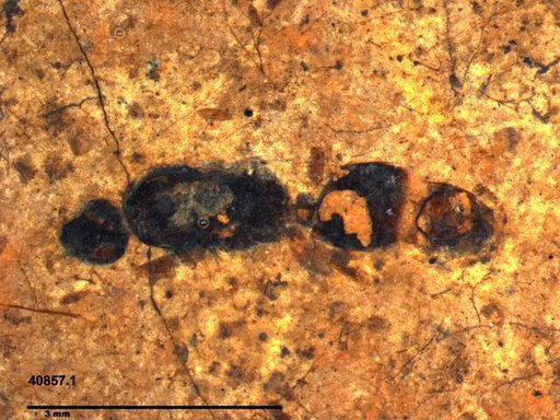 Formicidae
