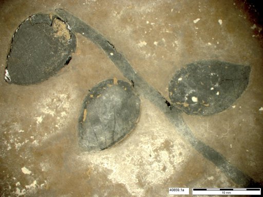 Tracheophyta