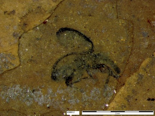 Genus sp