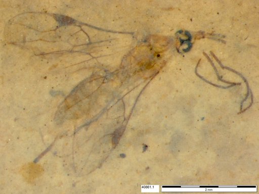 Braconidae