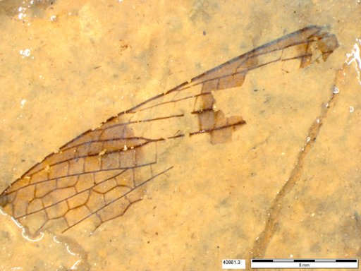 Insecta