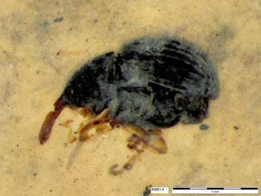 Genus sp