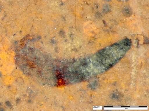Tracheophyta