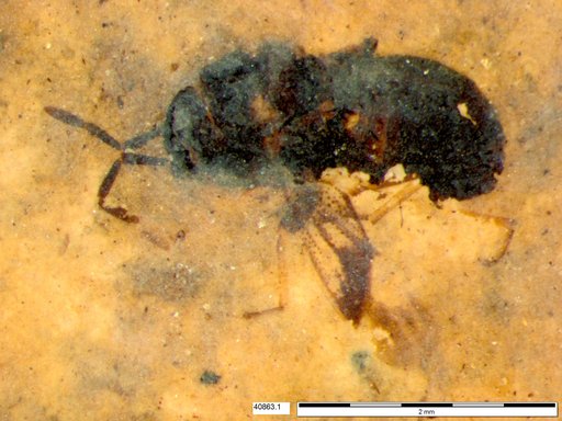 Genus sp