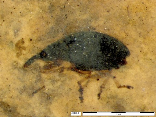Genus sp