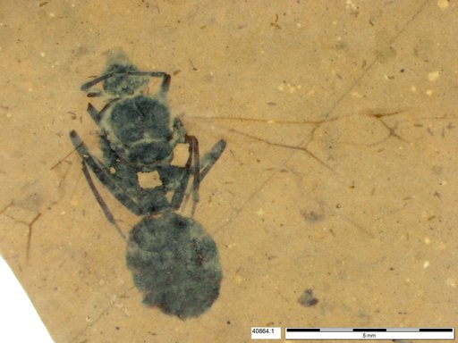 Formicidae