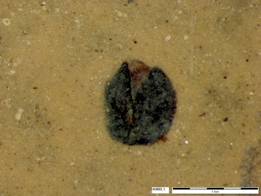 Tracheophyta