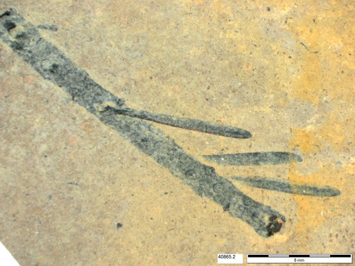 Tracheophyta