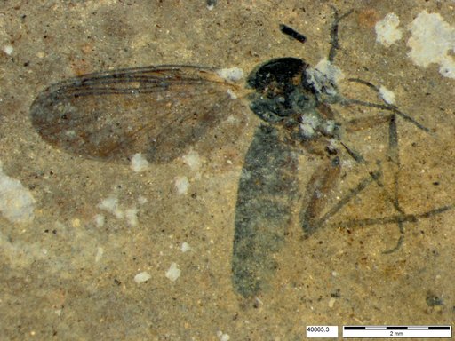 Diptera