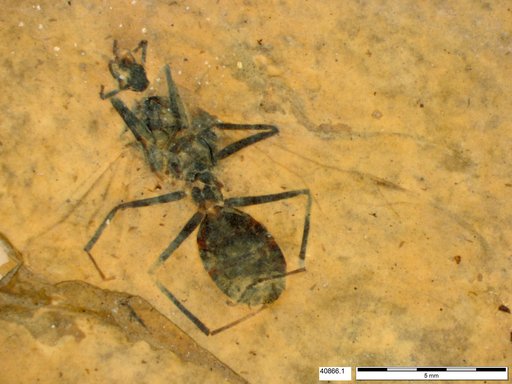 Formicidae