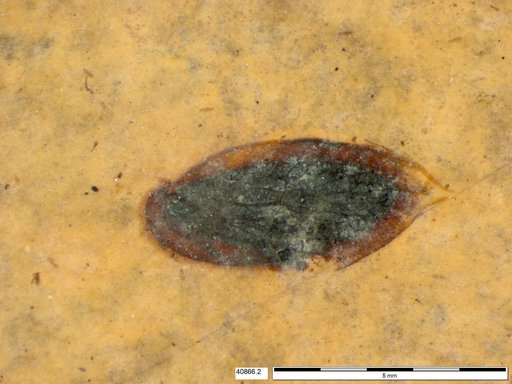 Tracheophyta