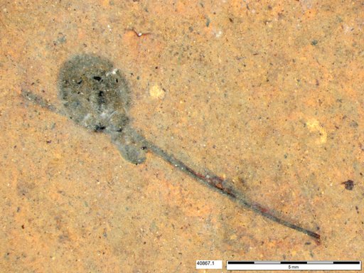 Tracheophyta
