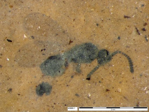 Diapriidae