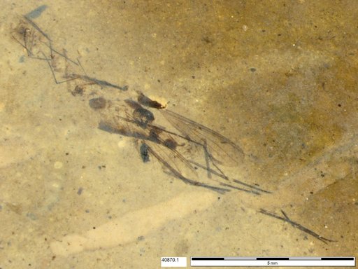 Genus sp
