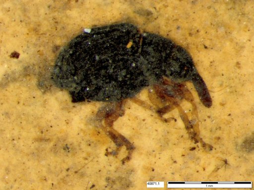 Genus sp