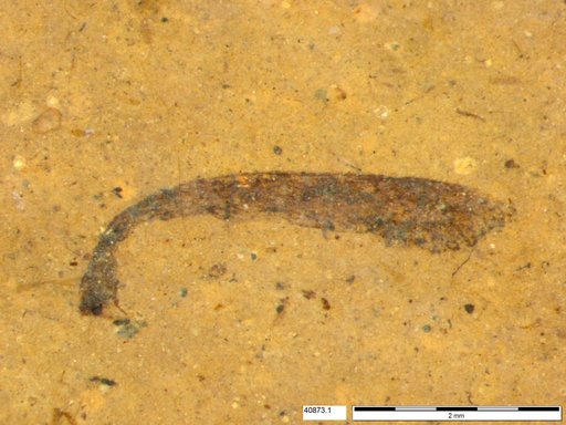 Genus sp
