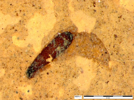 Tracheophyta