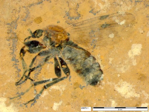Genus sp