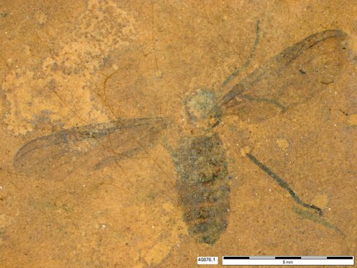 Genus sp