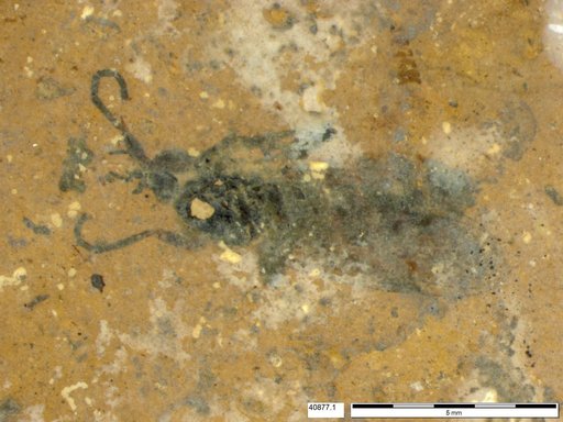 Diptera