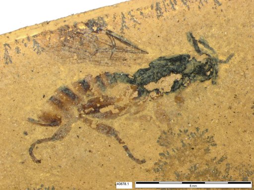 Ichneumonidae