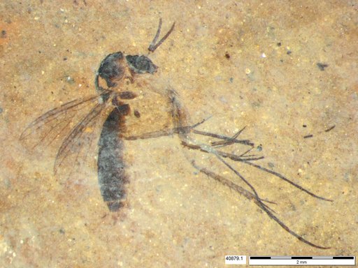 Mycetophilidae