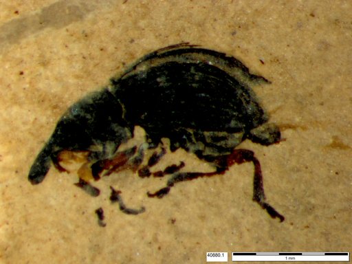 Genus sp