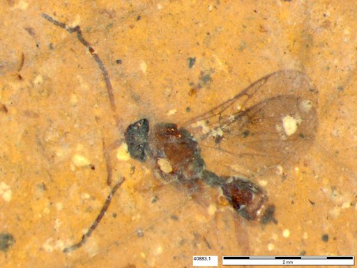 Diapriidae