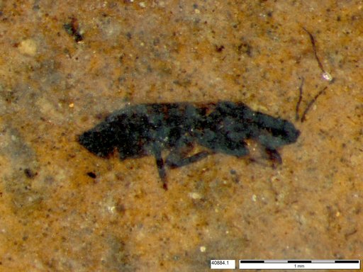 Genus sp