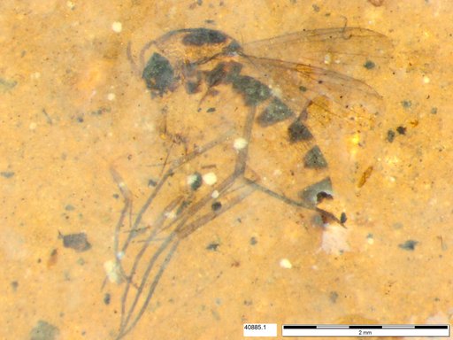 Mycetophilidae